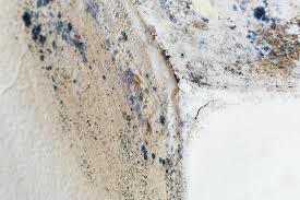 Professional Mold Removal in Plainfield, IN